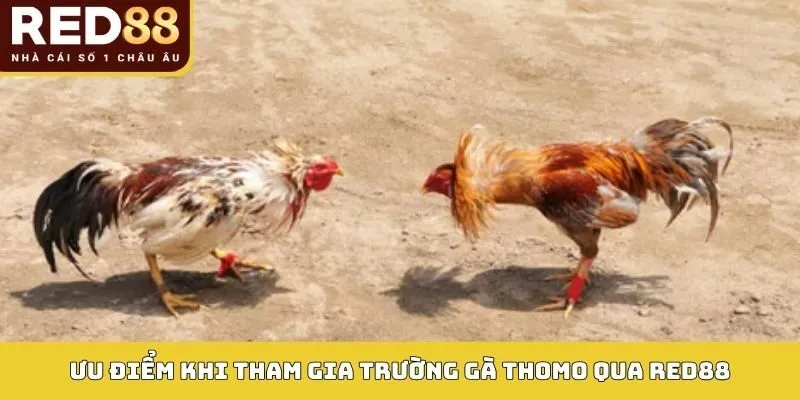 Ưu điểm khi tham gia Trường gà Thomo qua RED88